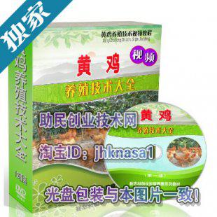 京星黄鸡的养殖技术