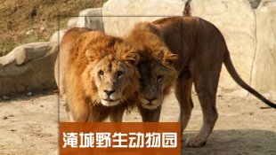 江苏常州淹城野生动物园旅游攻略(电子版)2015最新自由行旅行指