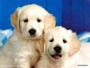 养狗训狗视频教程资料(共13套50余个视频若干电子书)