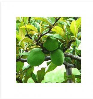 木瓜海棠嫁接栽培技术 嫁接视频 教学视频