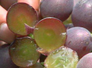 最新葡萄种植技术高效栽培技术病虫害防治技术 种葡萄资料