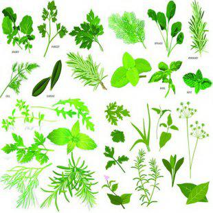 中草药材植物种植技术培训视频学习教程