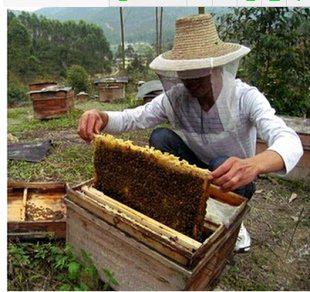 蜜蜂养殖技术视频教程/养蜂技术大全视频