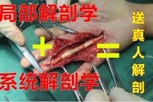 局部解剖学视频教程 哈尔滨医科大学视频 上/下肢/头/颈/胸/腹/盆