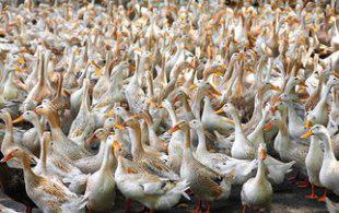 鸭子养殖技术/养鸭技术视频大全/肉鸭饲养技术管理/防治教程