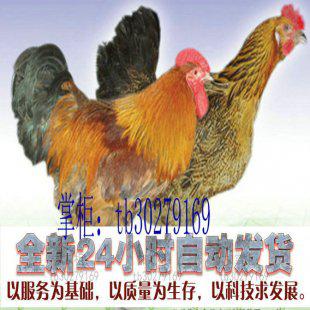 农业养殖技术养鸡视频大全 养鸡教程肉鸡蛋鸡36集寄生虫病防治