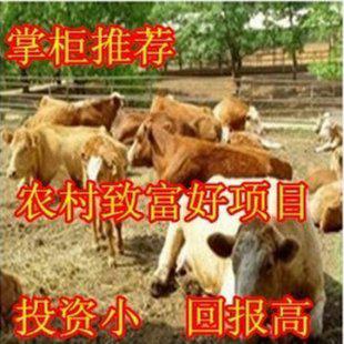 养牛技术视频教程 养牛技术大全 肉牛养殖技术 奶牛养殖技术