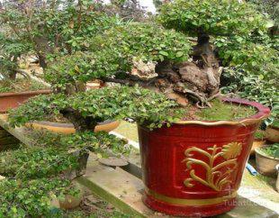 最新盆景种植栽培制作新技术大全 种植视频教程资料自学素材