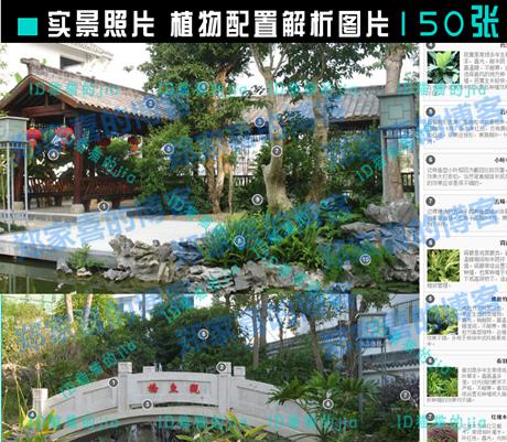 精选150张植物配置分析实景参考图 园林景观植物解析设计素材
