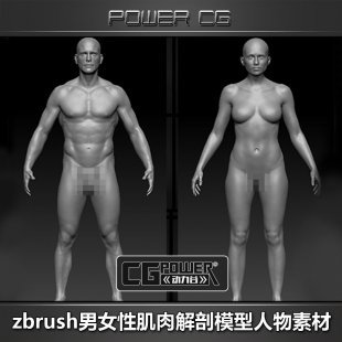高精度角色模型 cg模型人物素材 标准男女性 肌肉解剖zbrush