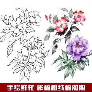 手绘彩铅水彩鲜花花卉素材彩稿和线稿对照插画可打印填色
