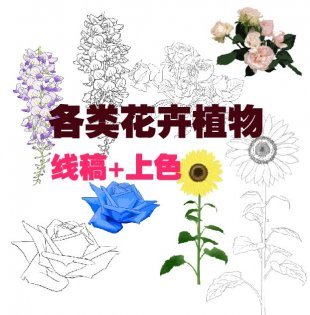 植物花卉草树木线稿+上色素材 植物插画绘画勾线手稿线描稿