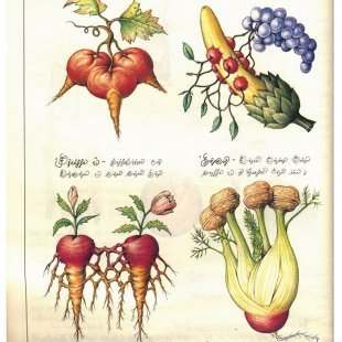 手绘插画集 塞拉菲尼抄本 Codex Seraphinianus 奇幻素材