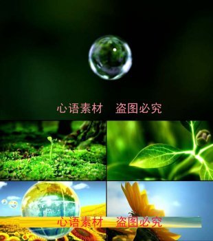 水滴树叶发芽生长向日葵视频素材大自然绿色植物绿叶视频素材