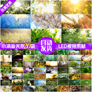 唯美小清新视频素材 树叶树林阳光空镜头 大自然春天夏天绿叶