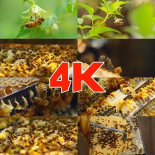 高清实拍4K超清蜜蜂飞舞 采蜜 工人采集蜂蜜 蜂巢视频素材