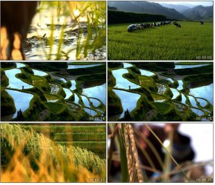 稻田梯田 农民劳作 农业生产 绿油油的农田 中国高清实拍视频素材