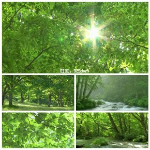 唯美实拍绿色森林阳光小溪 森系婚礼婚庆led大屏幕舞台视频素材VJ