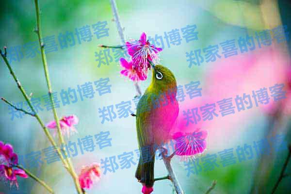 IIS设置WordPress固定连接伪静态规则教程