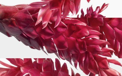 Tutti Twilly d’Hermès 爱马仕丝意荔韵淡香精