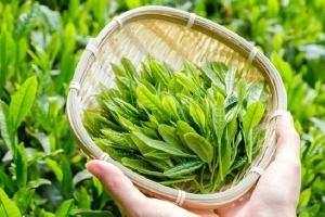 进入春季才猛然发现 以茶护肤真的香