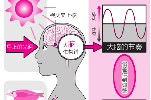 早餐后12小时内吃完晚餐 你该了解生物钟和瘦身的关系