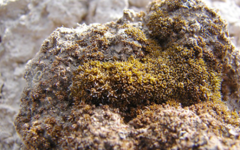 在火星上种菜，“Moss”来帮忙