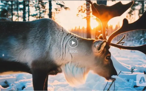 厉害了！Adobe新出Firefly视频模型，2分钟速成高清大片