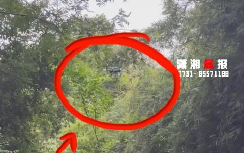 成都大熊猫繁育研究基地通报游客私放无人机：终身禁入园区参观