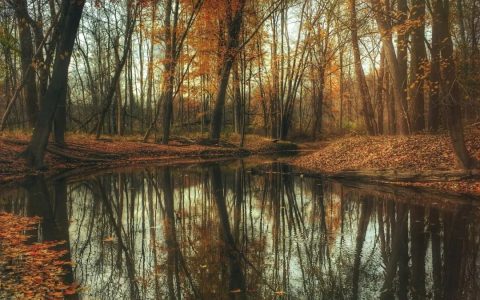 秋天的树木这么拍，更容易出片