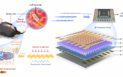 复旦大学科研团队在二维超灵敏电路助力感觉神经-机器接口开发方面取得突破