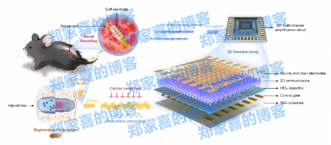 复旦大学科研团队在二维超灵敏电路助力感觉神经-机器接口开发方面取得突破