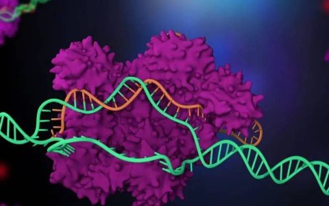 准确、快速地从头预测RNA 3D结构，港中大、复旦等深度学习方法RhoFold+登Nature子刊