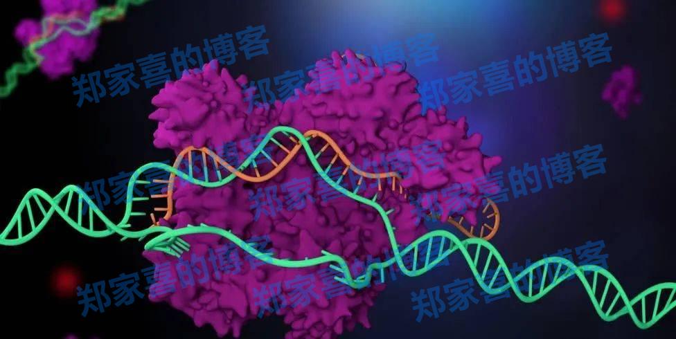 准确、快速地从头预测RNA 3D结构，港中大、复旦等深度学习方法RhoFold+登Nature子刊