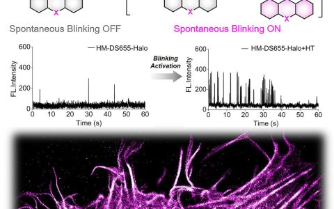 中国科学院大连化物所研发出“靶控自闪烁”荧光探针，实现活细胞内动态单分子成像