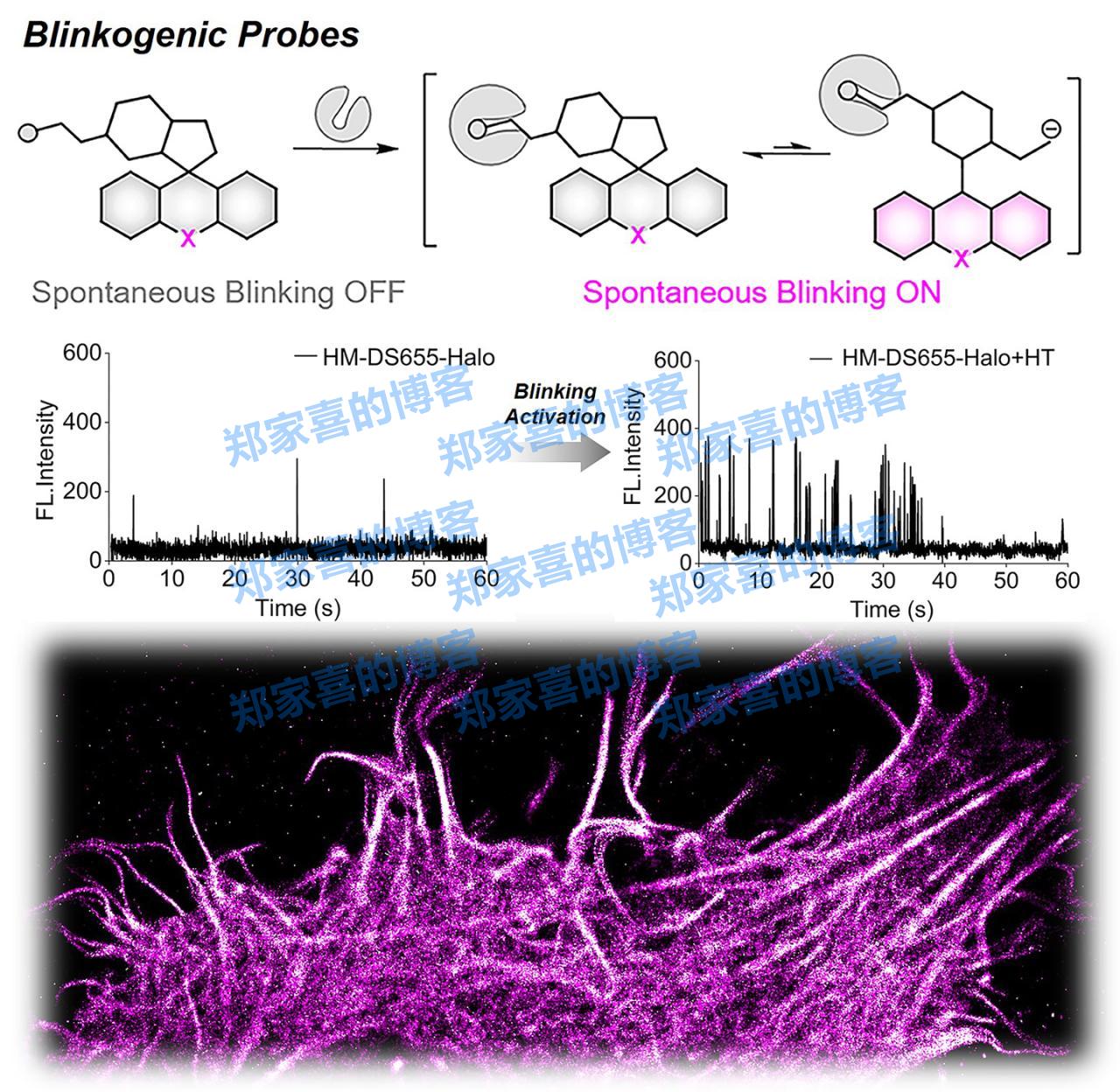 中国科学院大连化物所研发出“靶控自闪烁”荧光探针，实现活细胞内动态单分子成像